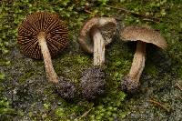 Inocybe goniopusio image