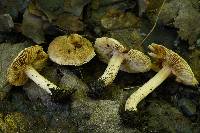 Inocybe ochroalba image