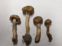 Inocybe praenucleata image