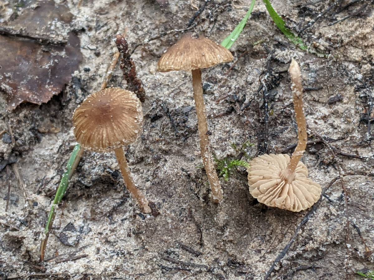 Inocybe putilla image