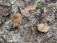 Inocybe putilla image