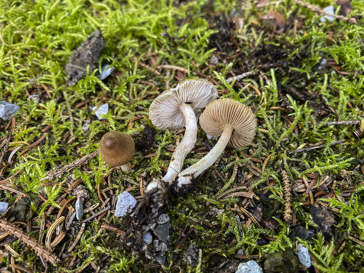 Inocybe grusiana image