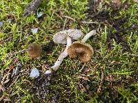 Inocybe grusiana image