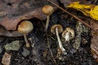Inocybe microteroxantha image