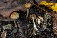 Inocybe microteroxantha image