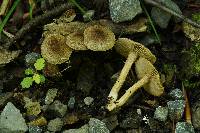 Inocybe plurabellae image