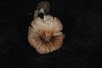 Pseudosperma notodryinum image