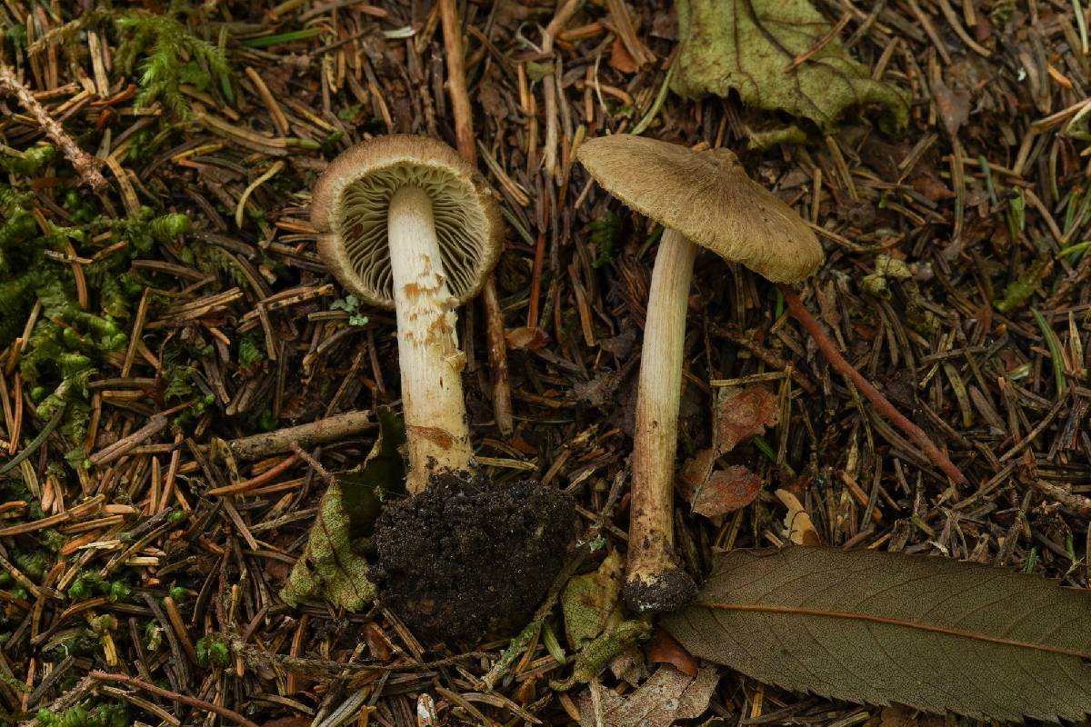 Inocybe goniopusio image