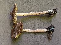 Inocybe nemorosa image