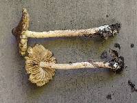 Inocybe nemorosa image