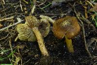 Inocybe nodulosa image