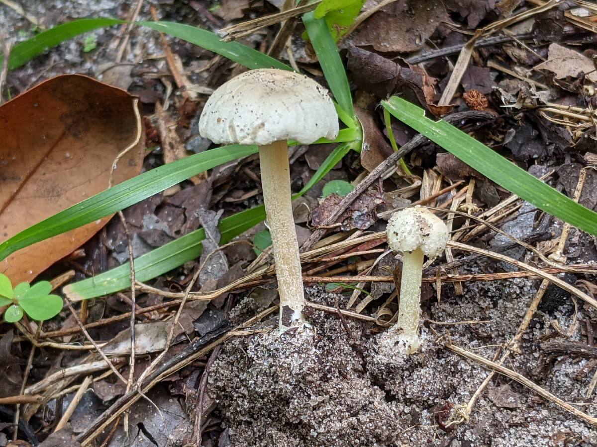 Inocybe paludinella image