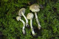 Inocybe sambucella image