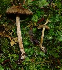 Inocybe ventricosa image