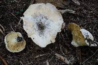 Lactarius vellereus image