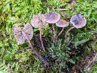 Pseudobaeospora cyanea image