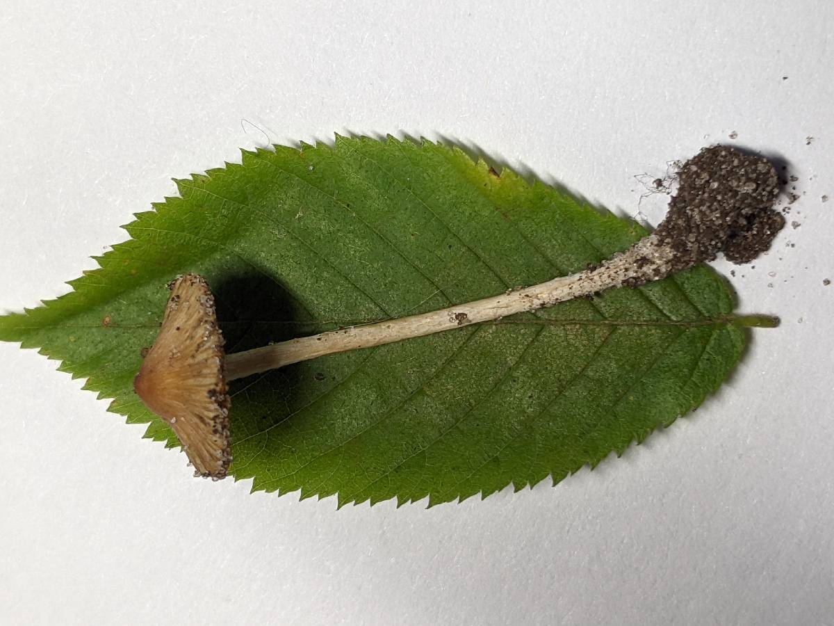 Pseudosperma image