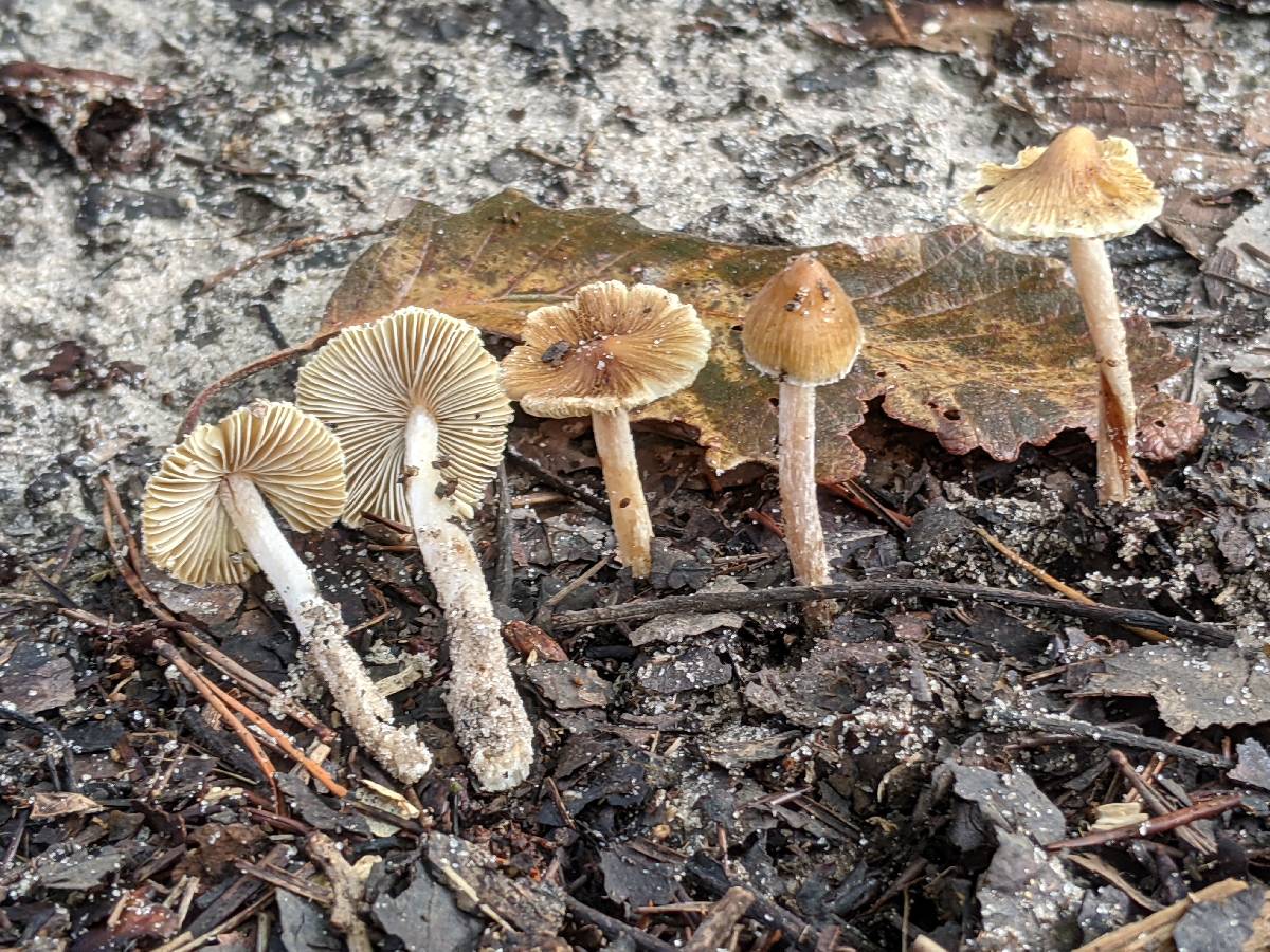 Pseudosperma umbrinellum image