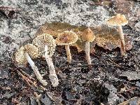 Pseudosperma umbrinellum image