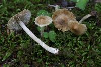 Pseudosperma umbrinellum image