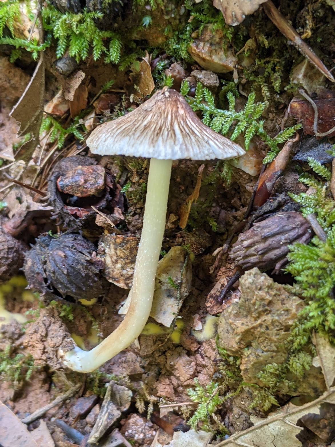 Pseudosperma image