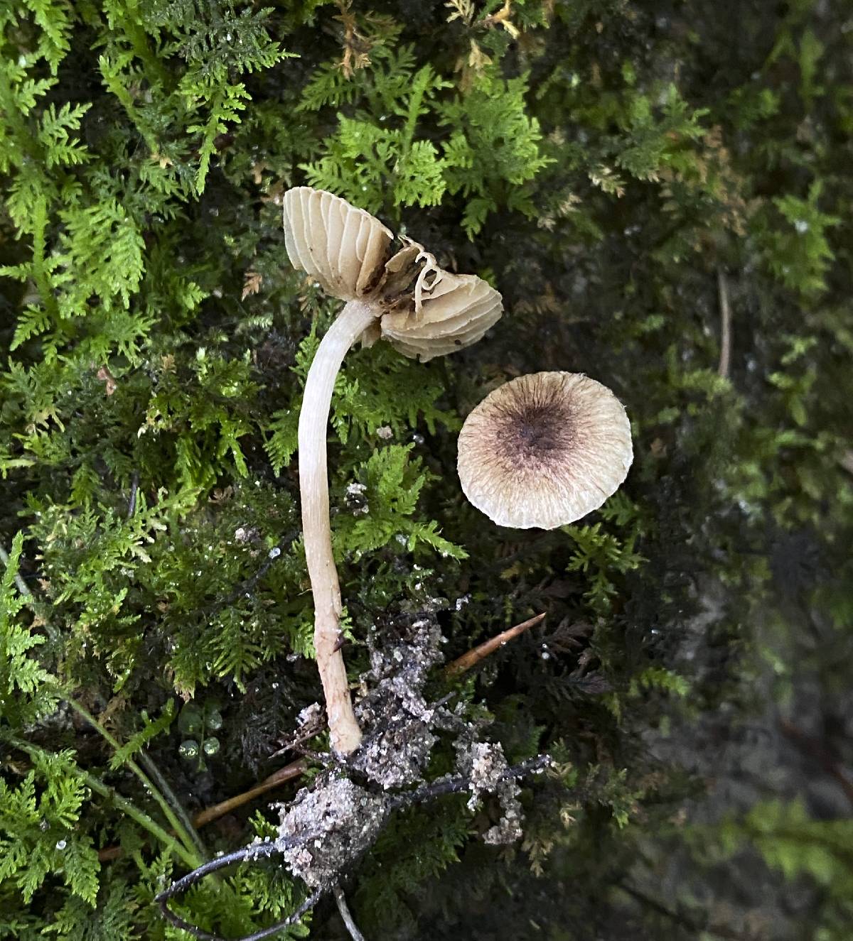 Pseudosperma image
