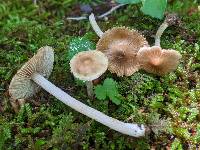 Pseudosperma umbrinellum image