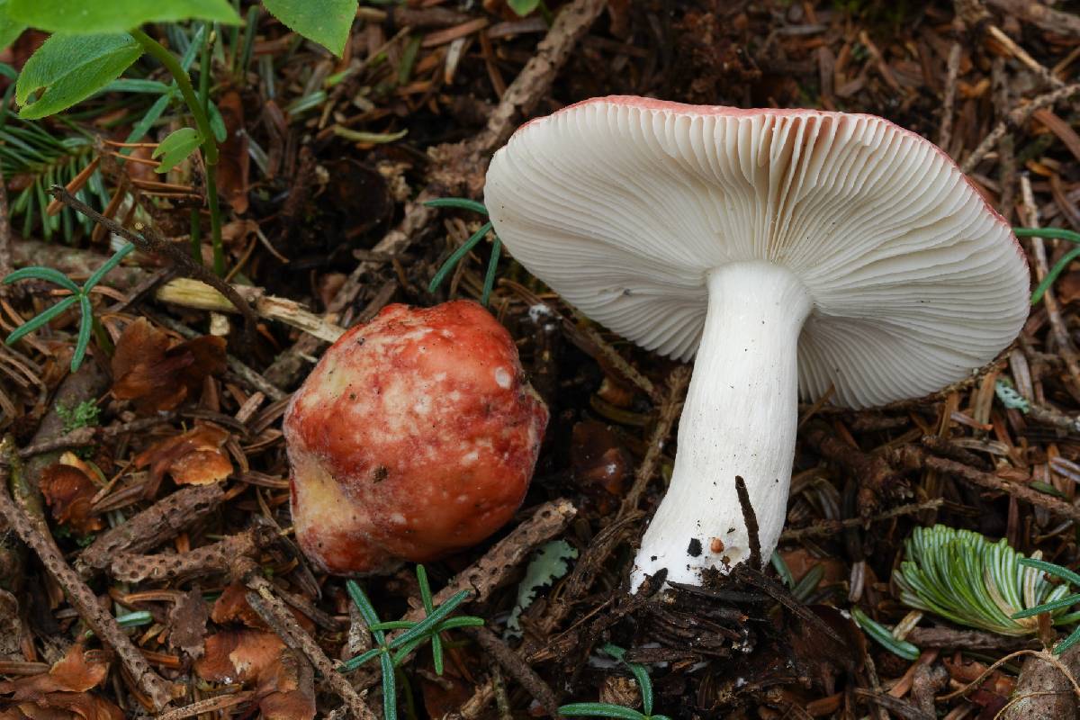 Russula montana image