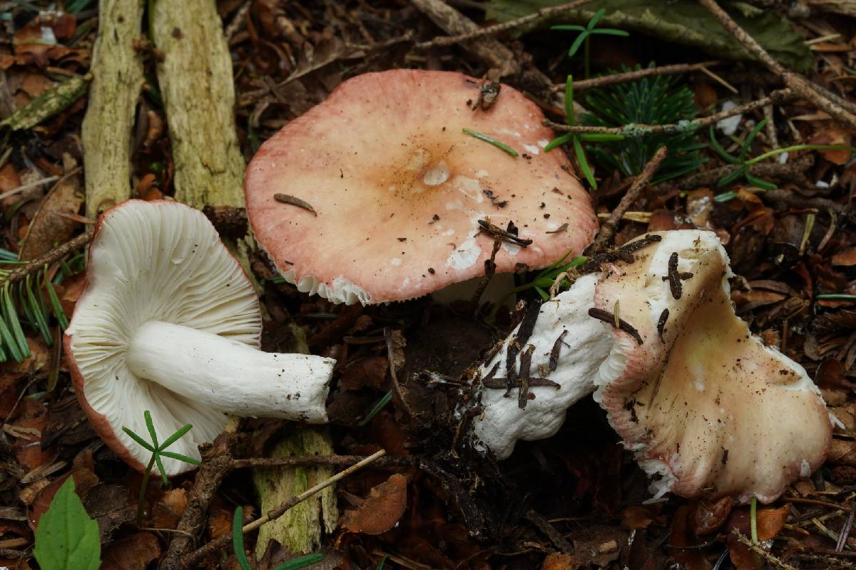 Russula montana image