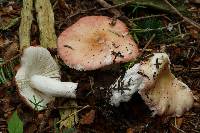 Russula fragilis image