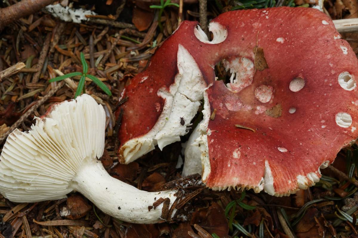 Russula montana image