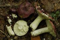 Russula azurea image