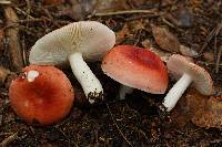 Russula betularum image