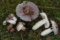 Russula subpruinosa image