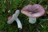 Russula fragilis image