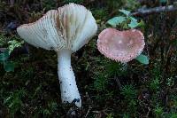 Russula montana image