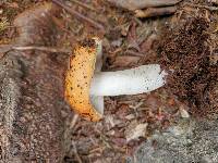 Russula paludosa image