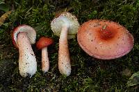 Russula peckii image