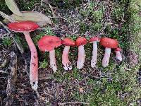 Russula peckii image