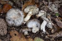 Tricholoma pullum image