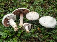 Agaricus porphyrocephalus var. pallidus image