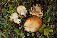 Russula subrubens image