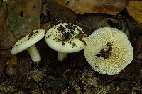 Lactarius zonarius var. riparius image