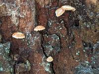 Crepidotus uber image