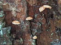 Crepidotus uber image