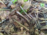 Entoloma nodosporum image
