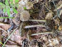 Entoloma nodosporum image