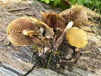 Flammula abieticola image