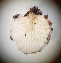 Hohenbuehelia atrocaerulea var. grisea image