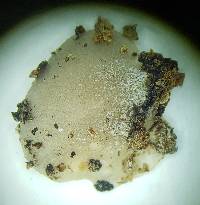 Hohenbuehelia atrocaerulea var. grisea image
